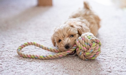 Keeping Pets Happy Welfare Tips