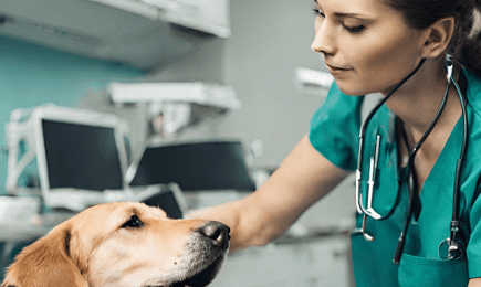 Dog And Vet