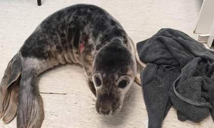 Sammy The Seal