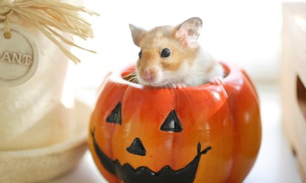 My Pets Pals Autumn Image