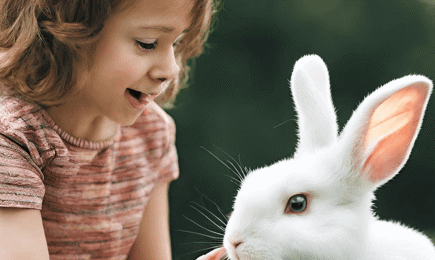 Rabbit