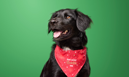 48 Pamper Package Dog