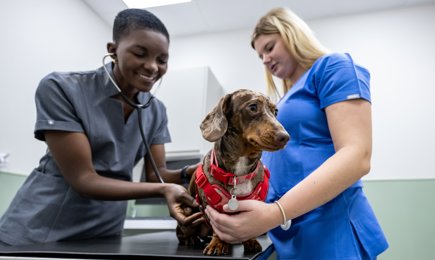 SWNS PETS HOME 137