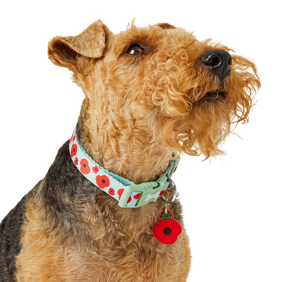Poppy Dog 2